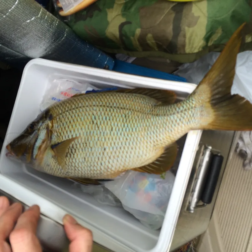 白い箱に入れた、うろこの大きな魚と、箱を支える手