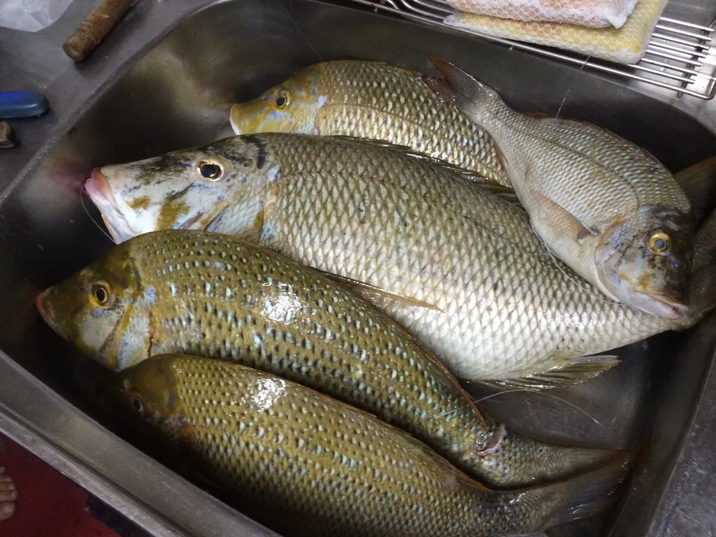 流し台に入れた、4匹の魚