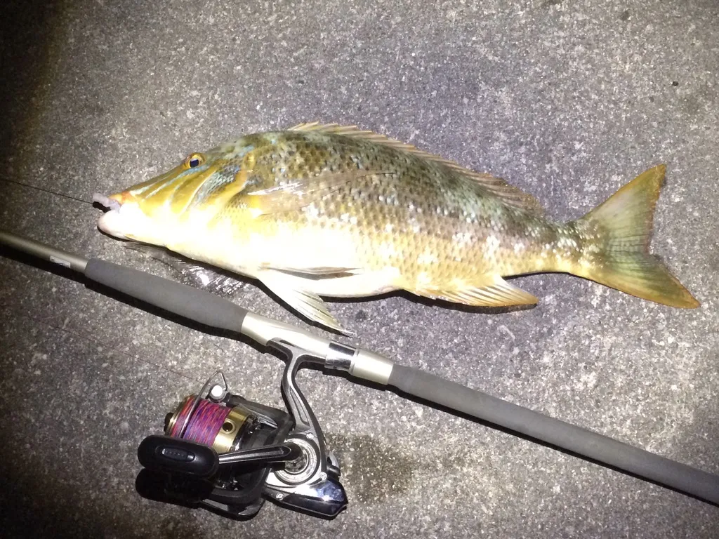 夜の岸に置いた魚と、リールの付いた竿
