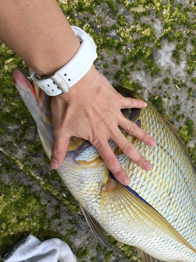魚に手を添えて、大きさが分かるようにした写真