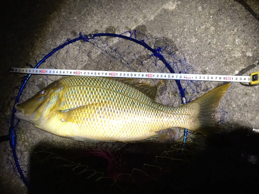 夜、巻き尺を当てて長さを測っている魚