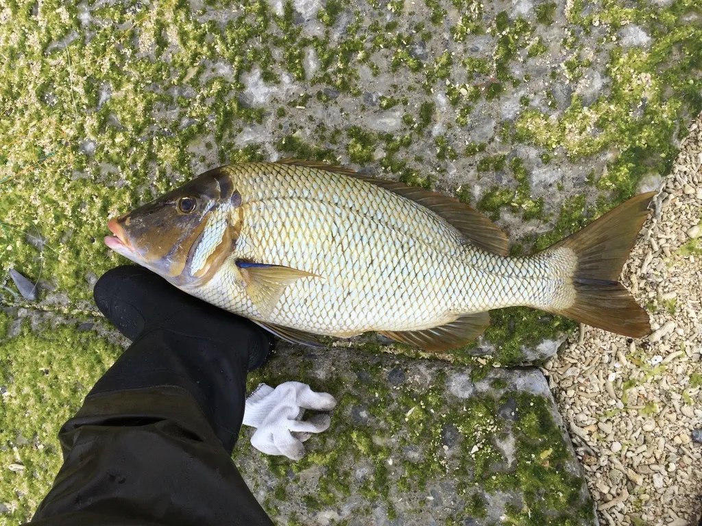 苔のある岸に置いた、黄みがかった魚