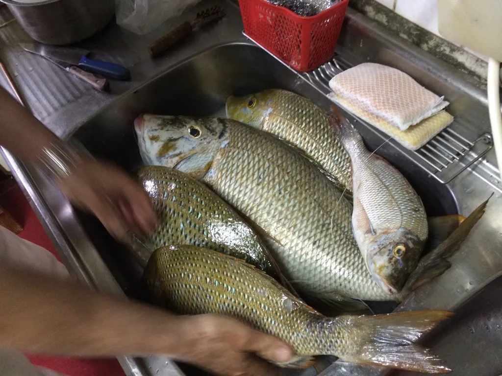 流し台に並べた、複数の魚