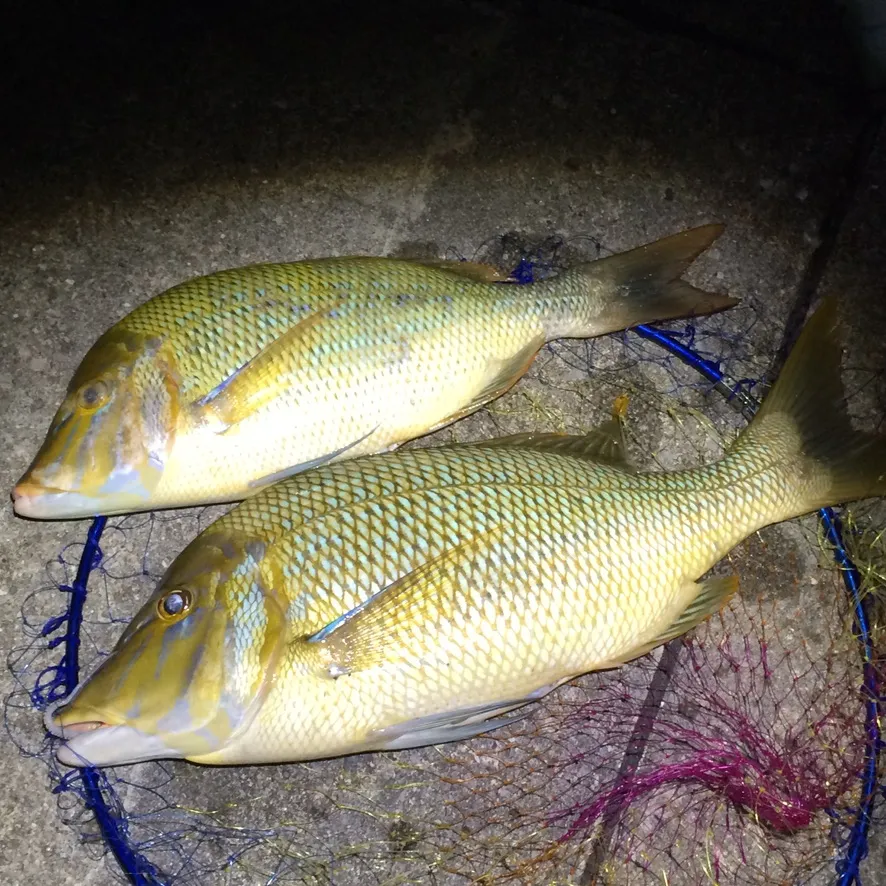 作り手が宜野湾で釣った68cmのタマン