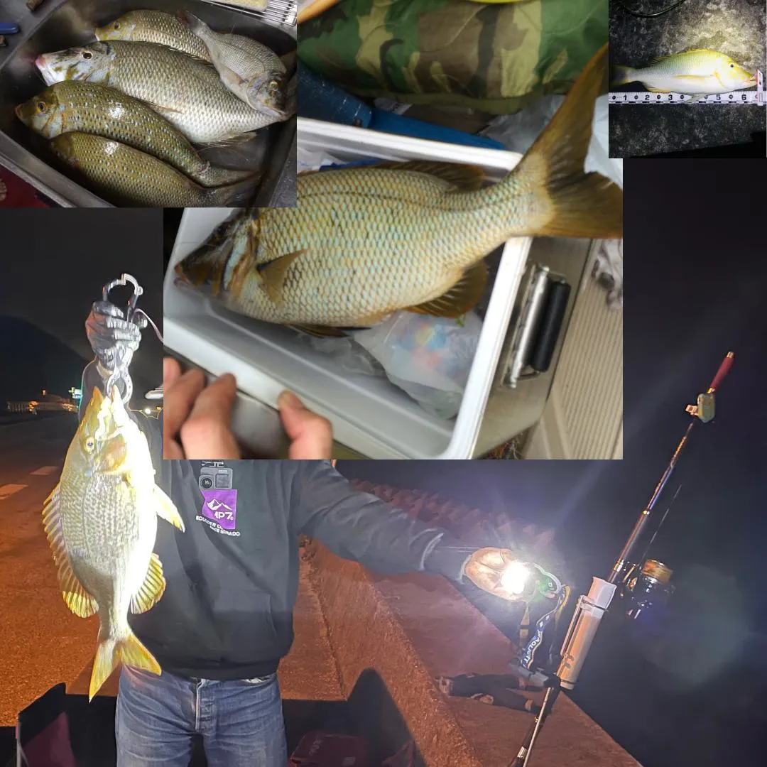 魚の写真と、夜に魚を持つ人と竿を組み合わせた写真